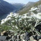 Fuzzy white edelweiss in the Swiss National Park