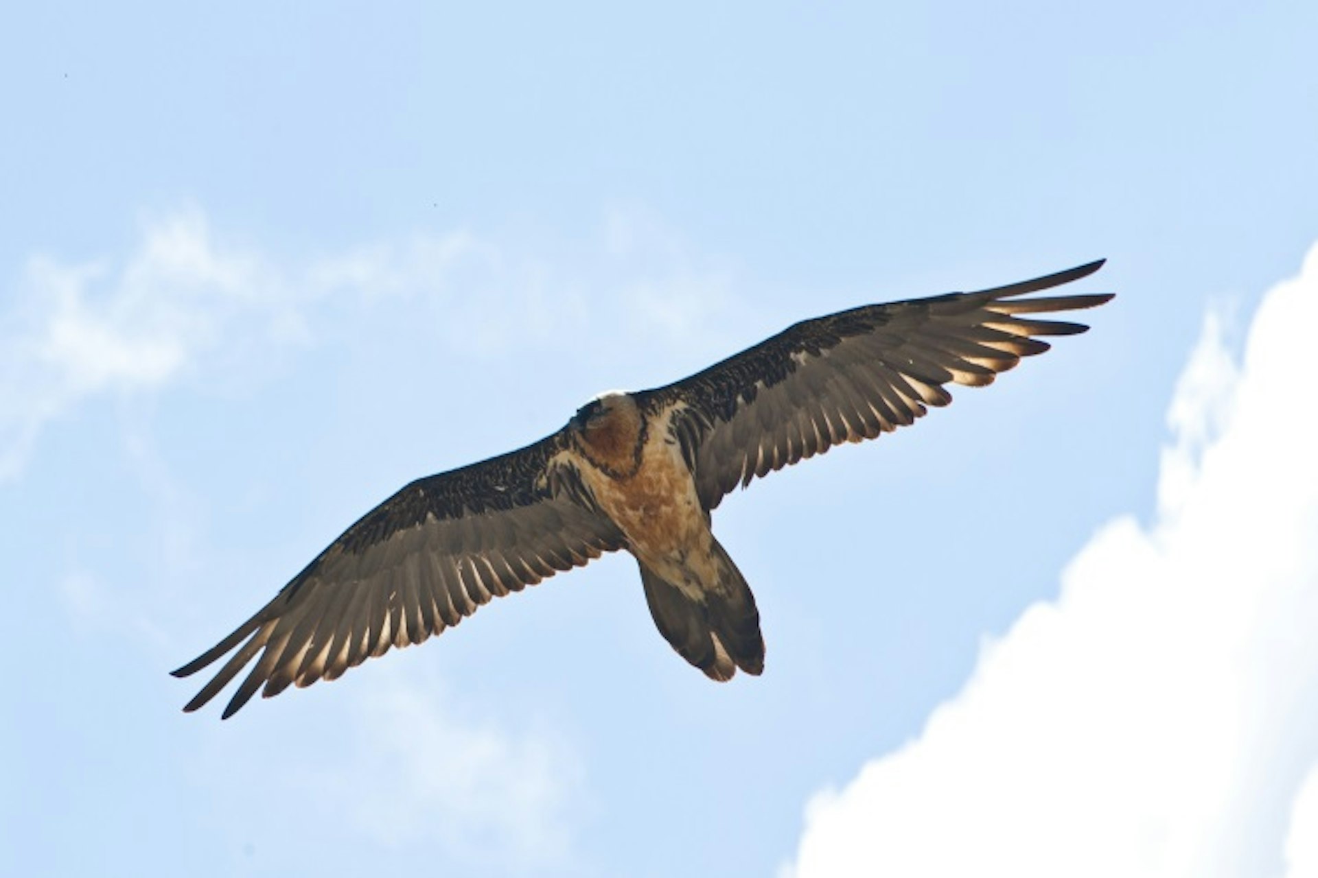 A bearded vulture glides high above the Swiss National Park. Image courtesy of the Swiss National Park.