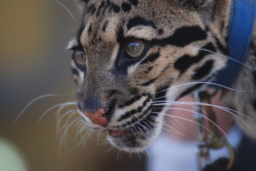 Clouded leopards are a popular attraction at San Diego Zoo. Image by Tammy Lo / CC BY-SA 2.0