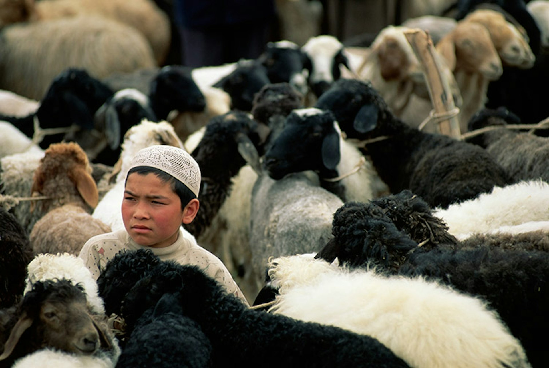 A young Uighur boy surrounded by sheep at the Sunday Market in Kashi, Xinjiang, China. Image by Upperhall Ltd / Robert Harding World Imagery / Getty Images