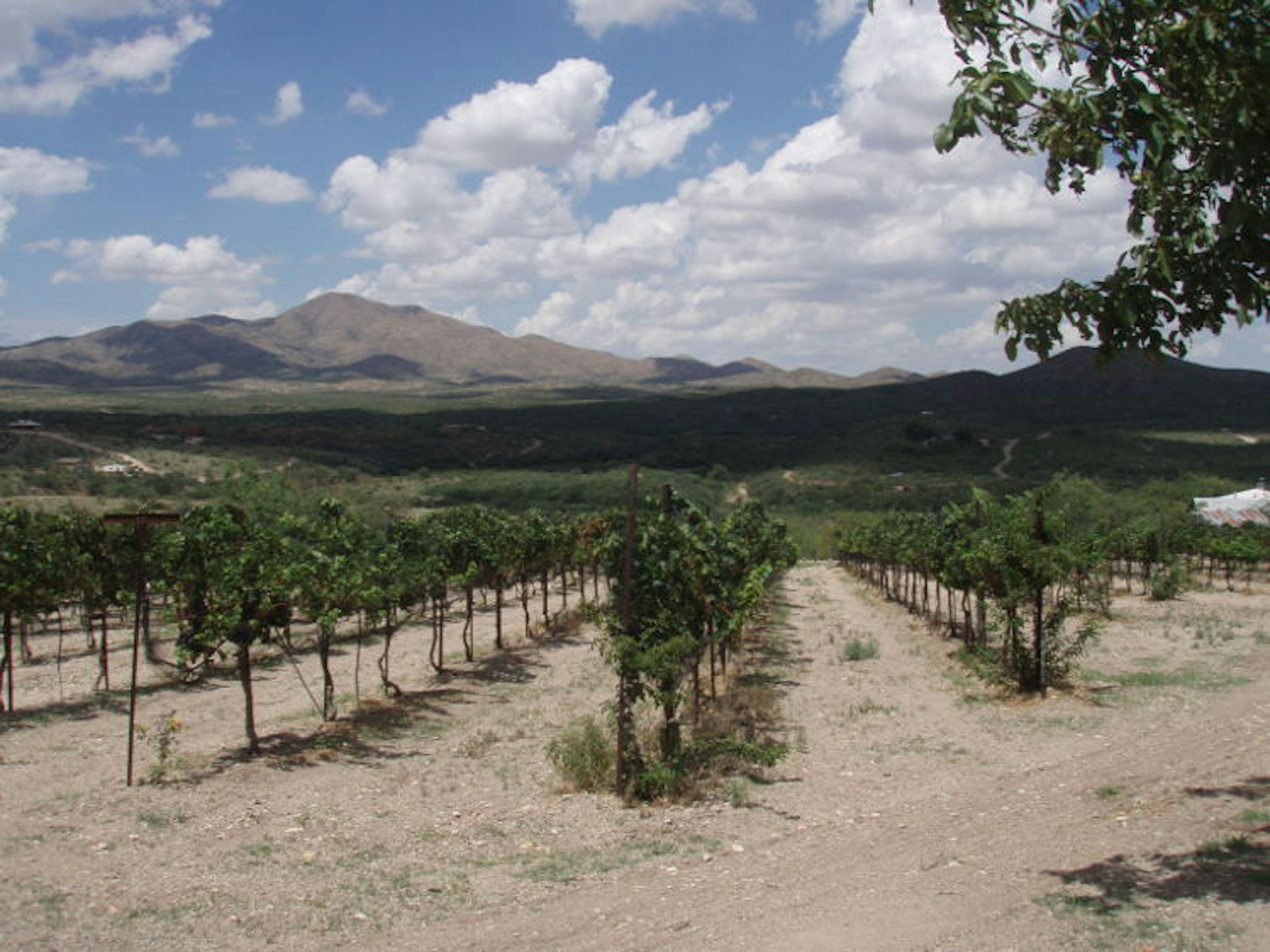 Vineyards in the foothills of the Santa Rita Mountains, Arizona. Image courtesy of Charron Vineyards. 