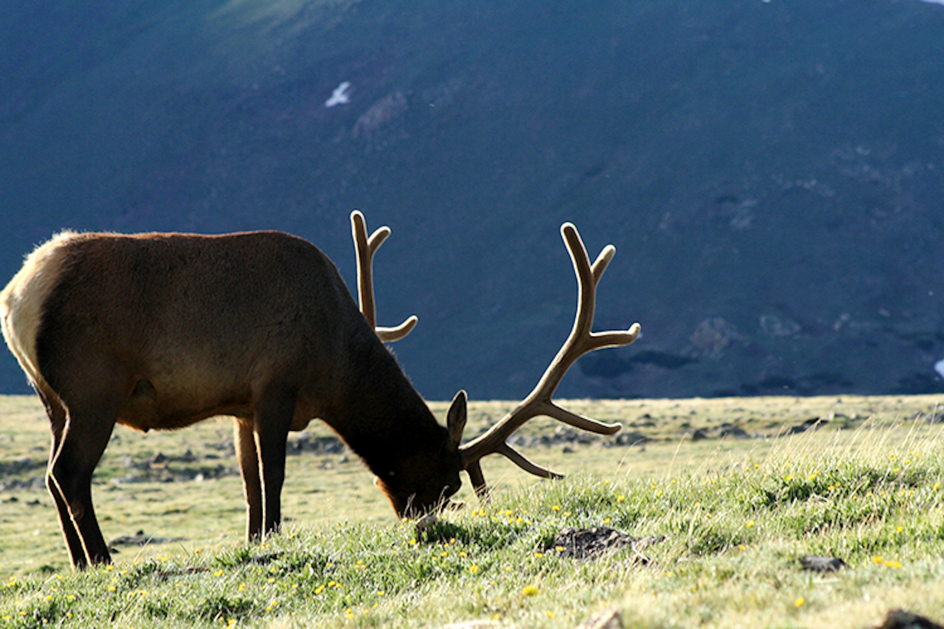 Efforts to increase the population of North American Elk in Rocky Mountain National Park have been successful – the park's herd now numbers between 600 and 800. Image by Warren Brown / CC BY 2.0