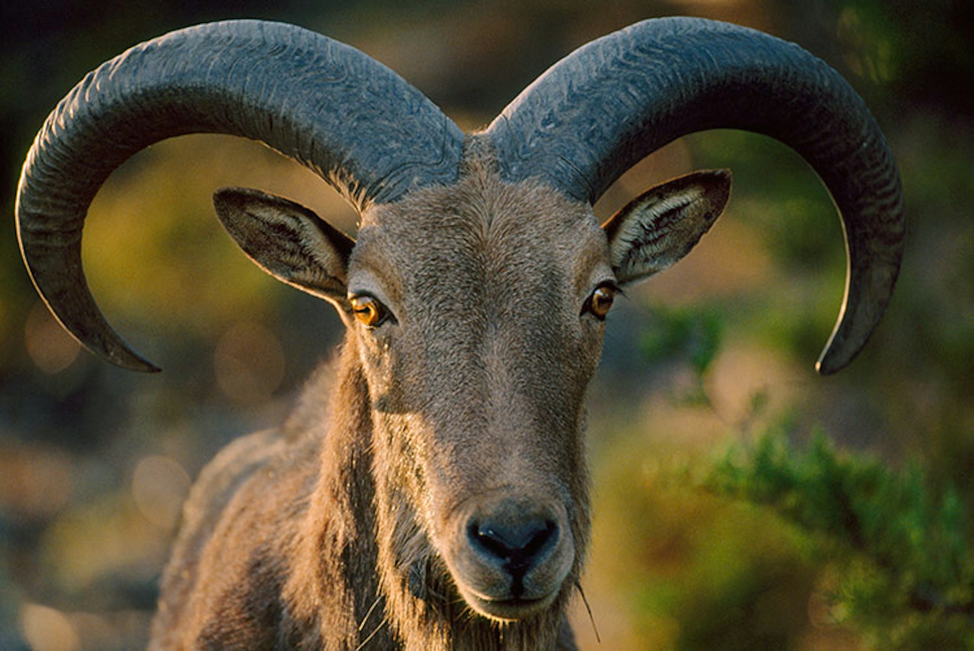 Don't find yourself on the wrong side of these horns, Morocco's aoudad sheep is as hardy is it looks. Image by Frans Lanting / Getty Images