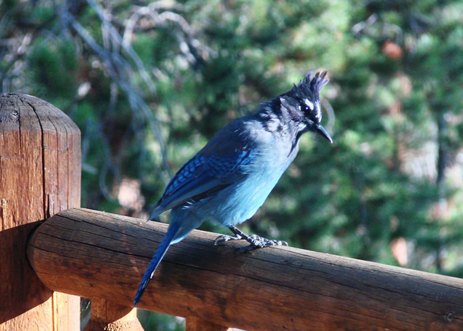 A blue jay on a railing in Rocky Mountain National Park. Image by Don Graham / CC BY-SA 2.0