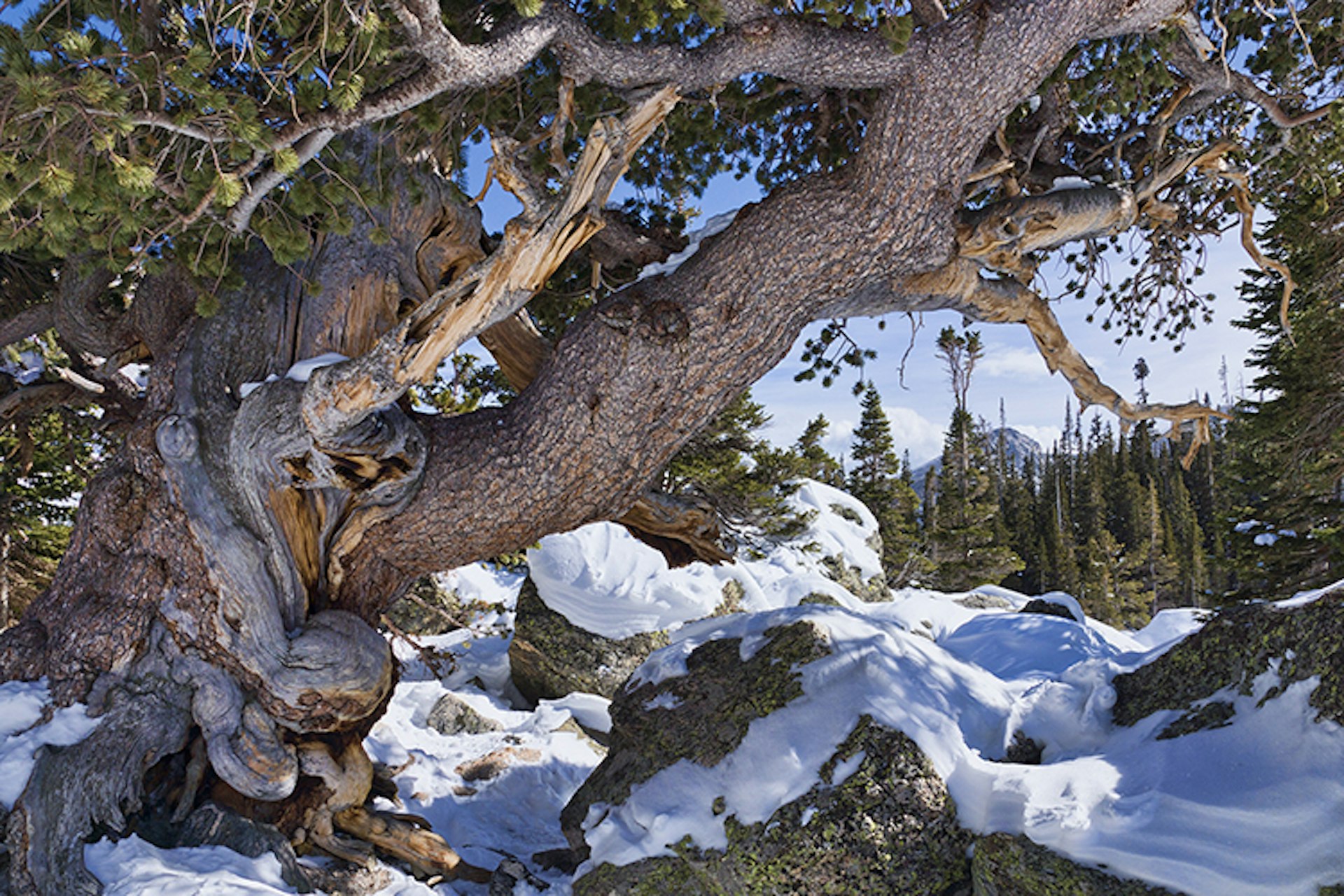 Ancient tree in Rocky Mountain National Park. Image by Steven Bratman / CC BY 2.0