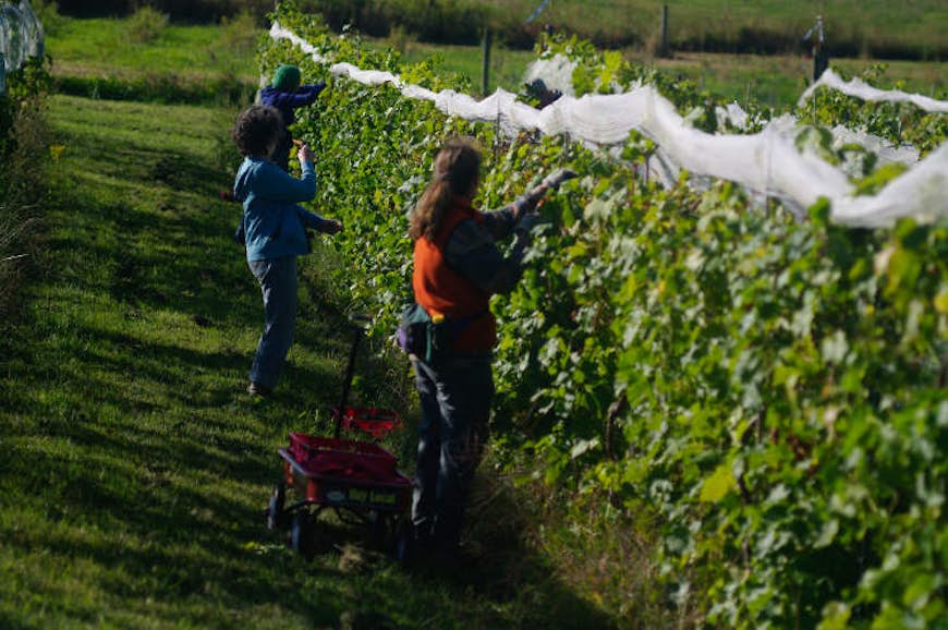 Harvesting grapes at Shelburne Vineyard. Image courtesy of Shelburne Vineyard