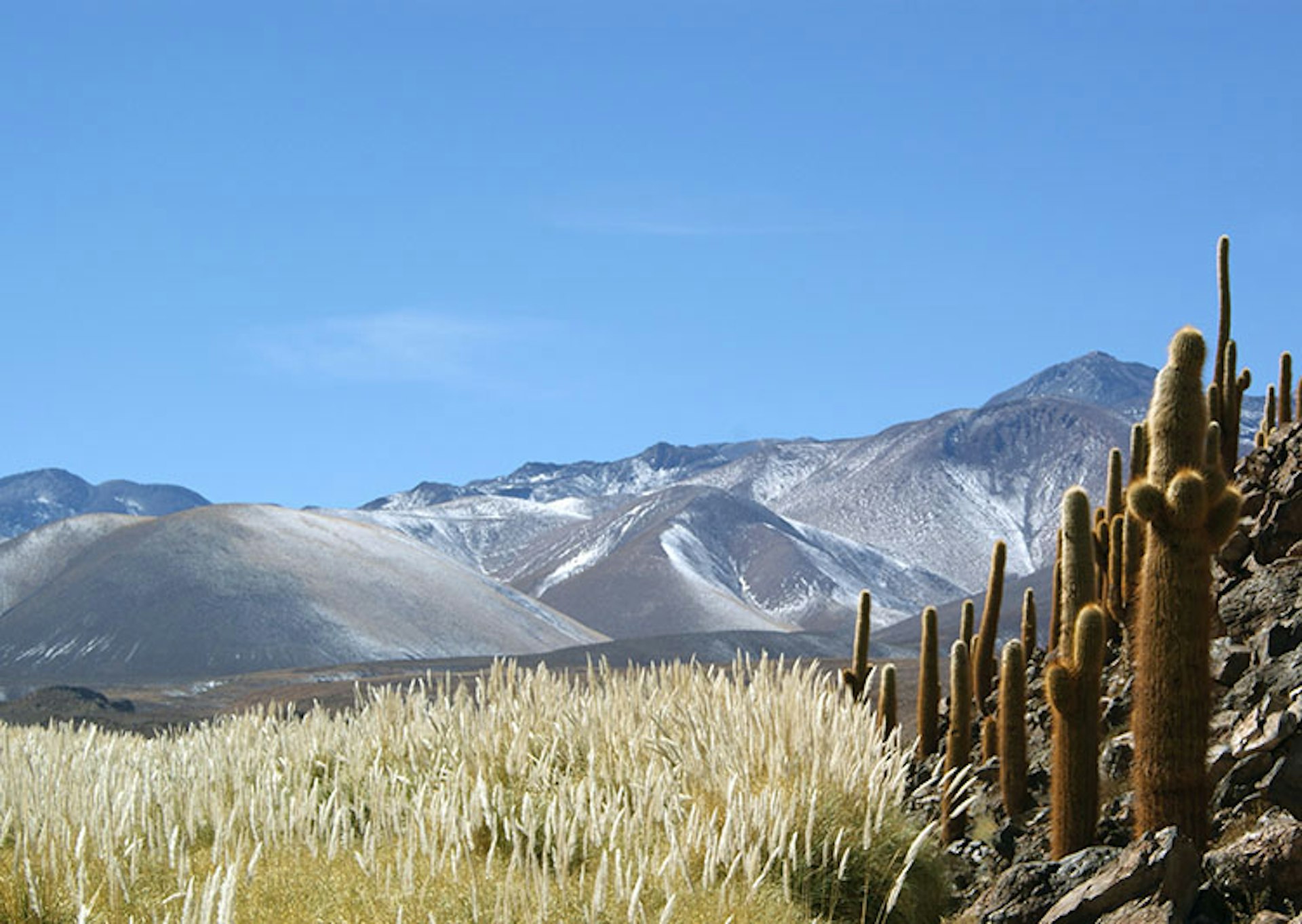 1.-Scenery-of-the-Atacama-cacti-and-pampass-grass