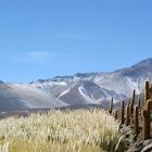 Features - 1.-Scenery-of-the-Atacama-cacti-and-pampass-grass