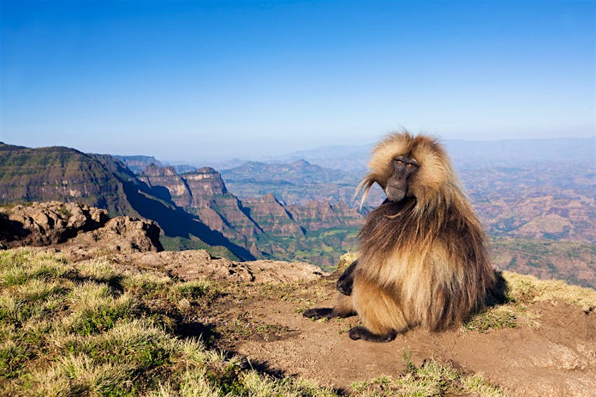 A gelada monkey admires the view of the Simien Mountains. Image by Anup Shah / The Image Bank / Getty