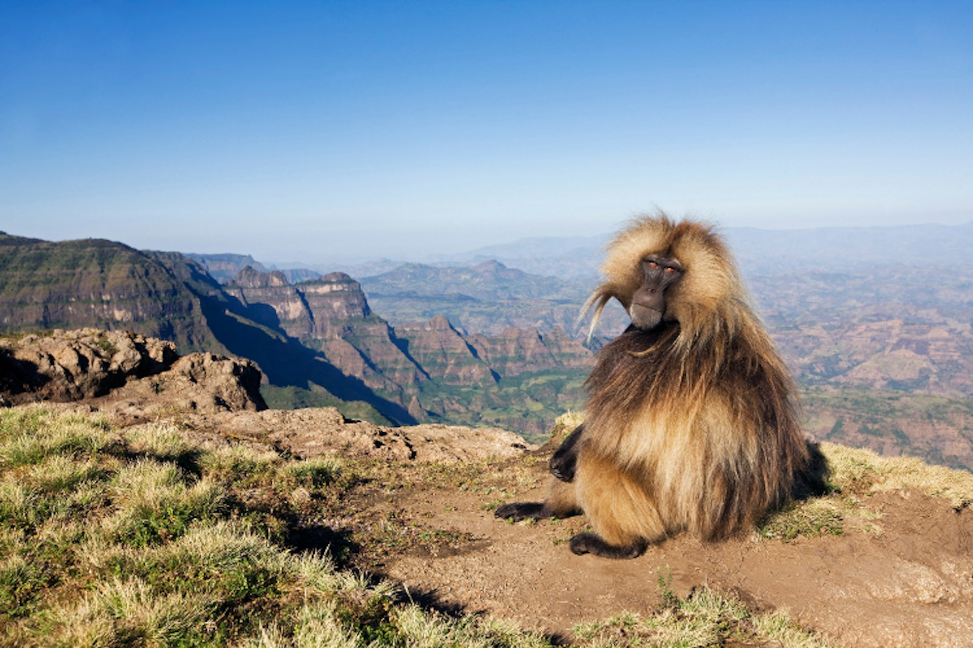 A gelada monkey admires the view of the Simien Mountains. Image by Anup Shah / The Image Bank / Getty