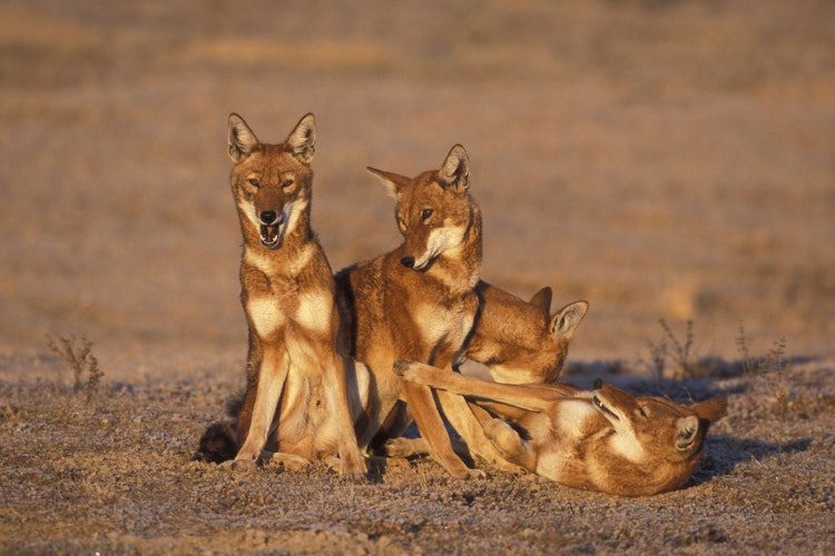 A family of Ethiopian Wolves in Bale Mountains National Park. Image by Martin Harvey/ Photolibrary / Getty
