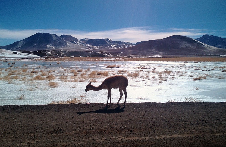 The vicuna is the wild ancestor of the alpaca. Image by Heather Carswell / Lonely Planet