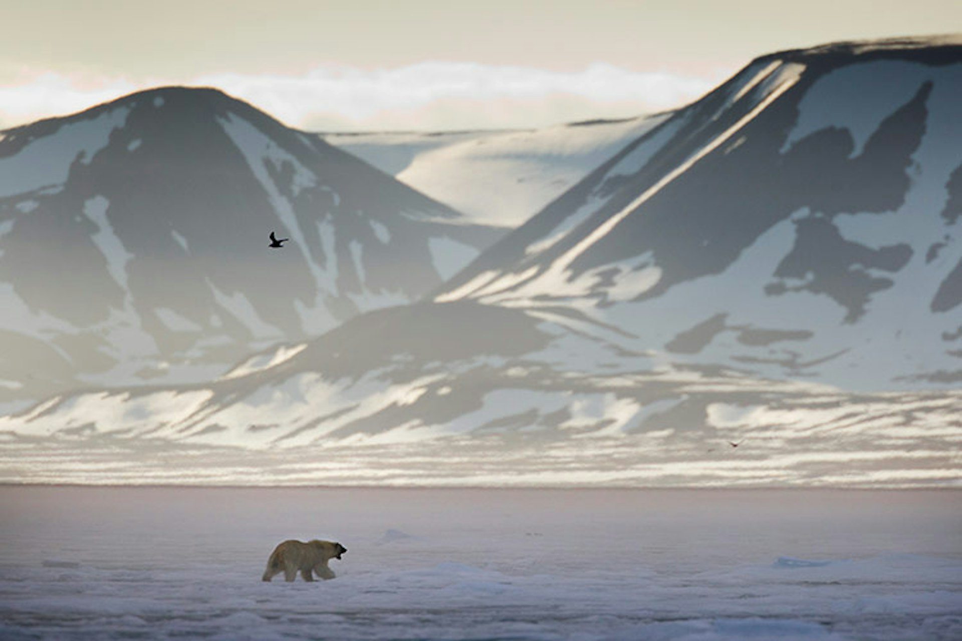 A polar bear ambling across the sea ice under the midnight sun in Svalbard. Image by Paul Souders / Getty Images 