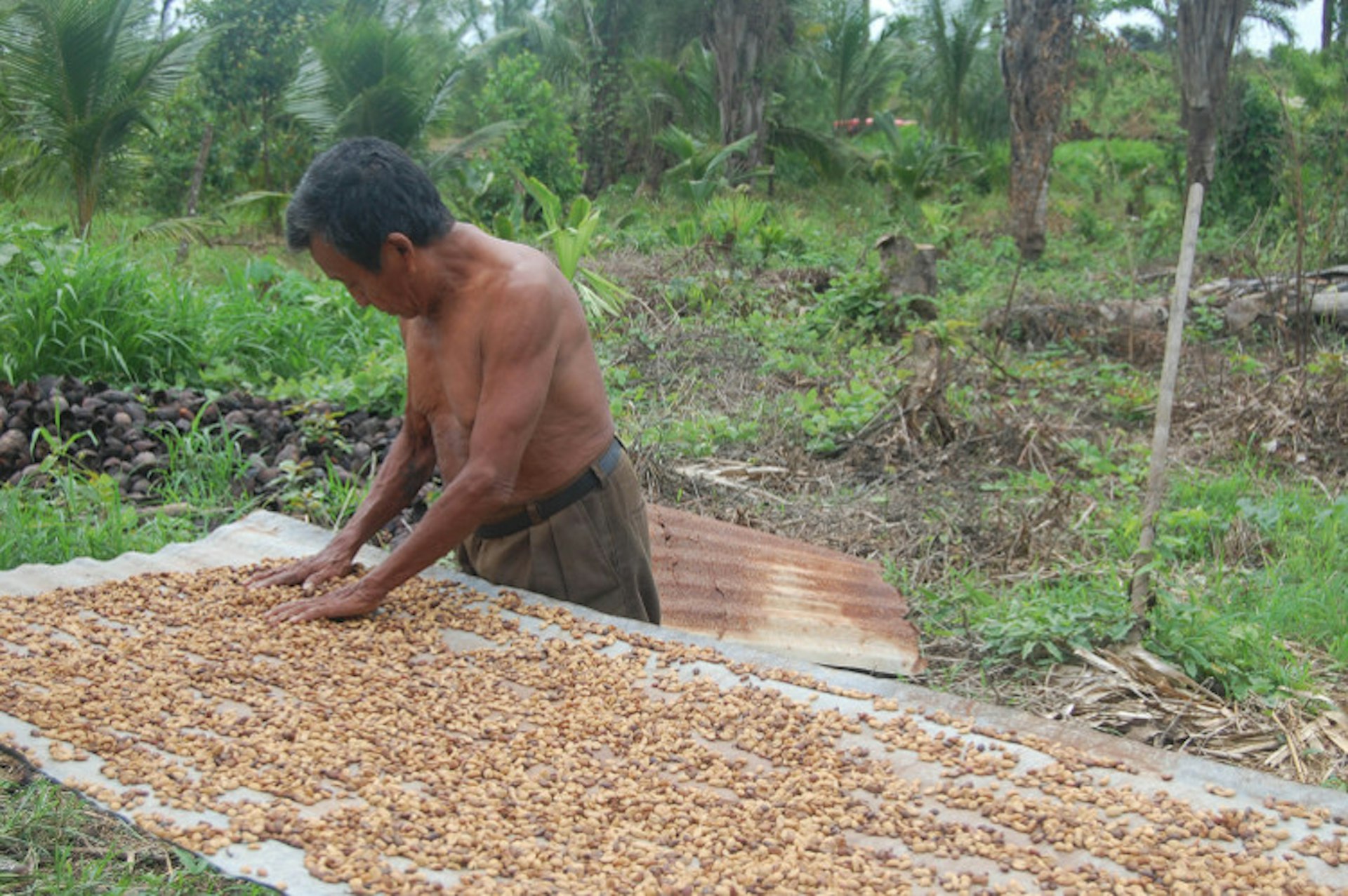 Cacao drying, Toledo District. Image by Renée Johnson Flickr CC BY-SA 2.0