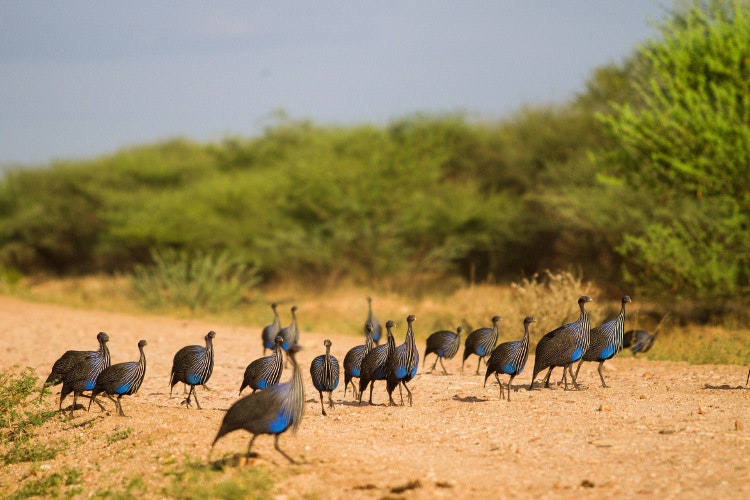 Ethiopian Guinea Fowl cross a dirt road in the Hamar area of the Omo Valley. Image by Universal Stopping Point Photography / Moment Open / Getty