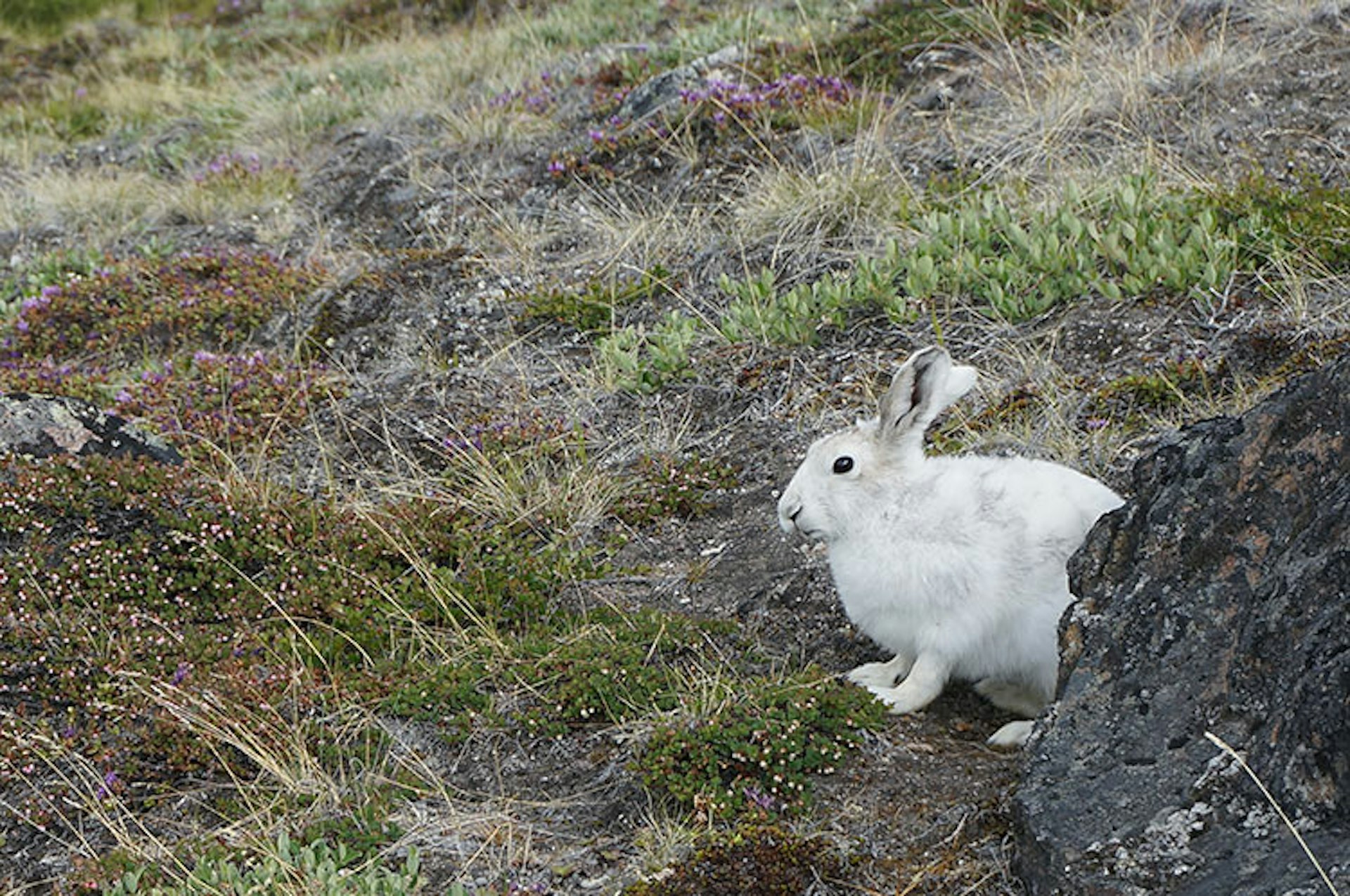 A beady-eyed Arctic hare in the grasslands around Kangerlussuaq, before he bolted the author's eager camera lens. Image by Anita Isalska / Lonely Planet