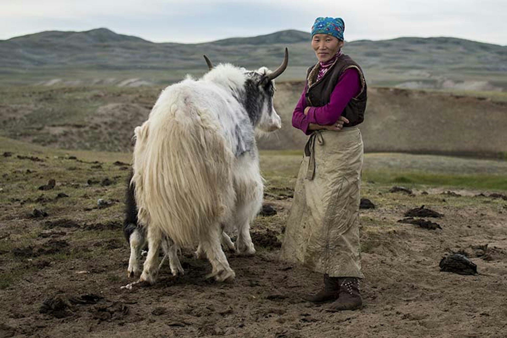 Yaks are essential to nomadic life. Image by David Baxendale / Lonely Planet