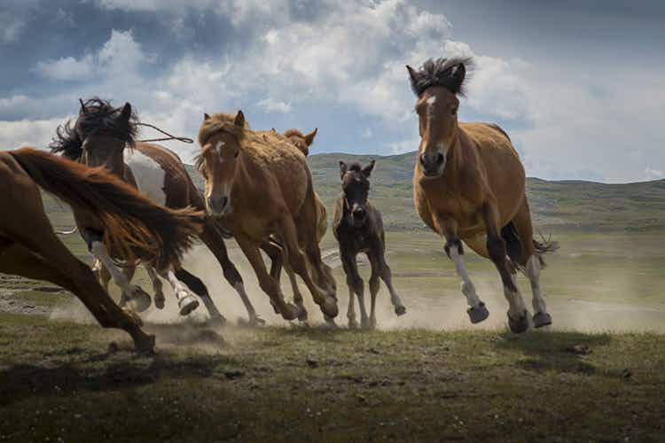 Mongolia’s lost secrets in pictures: the Kazakh horsemen