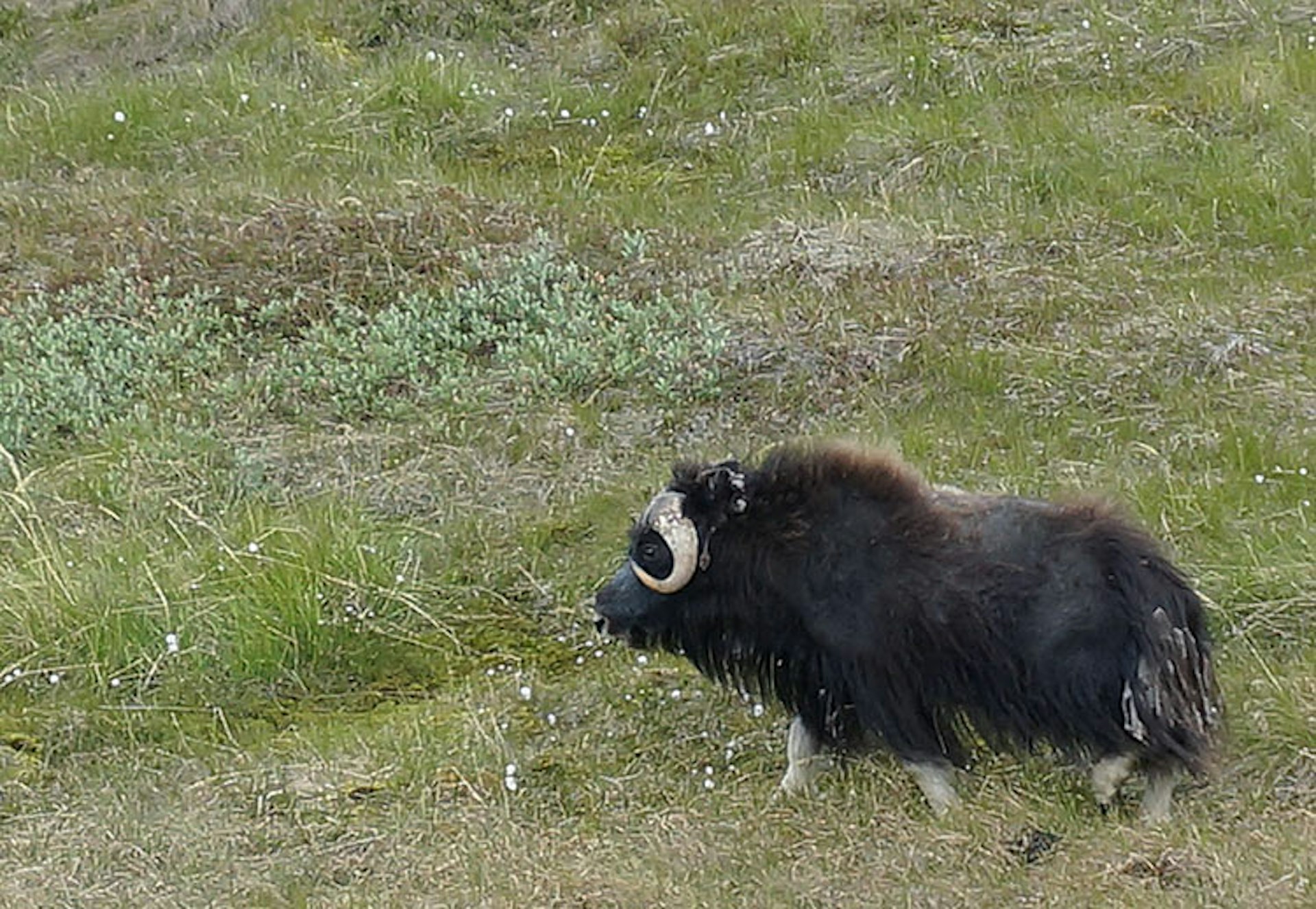 A bolting muskox: the finely tuned instincts of these creatures makes getting close a challenge. Image by Anita Isalska / Lonely Planet