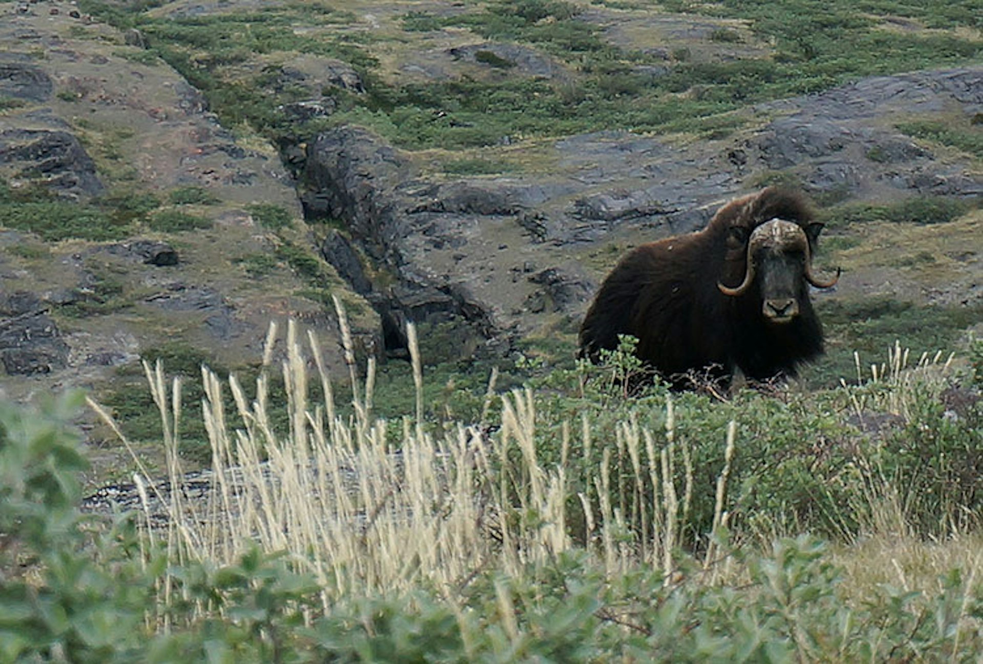 We've been spotted: looking a muskox in the eyes, from behind a boulder. Image by Anita Isalska / Lonely Planet