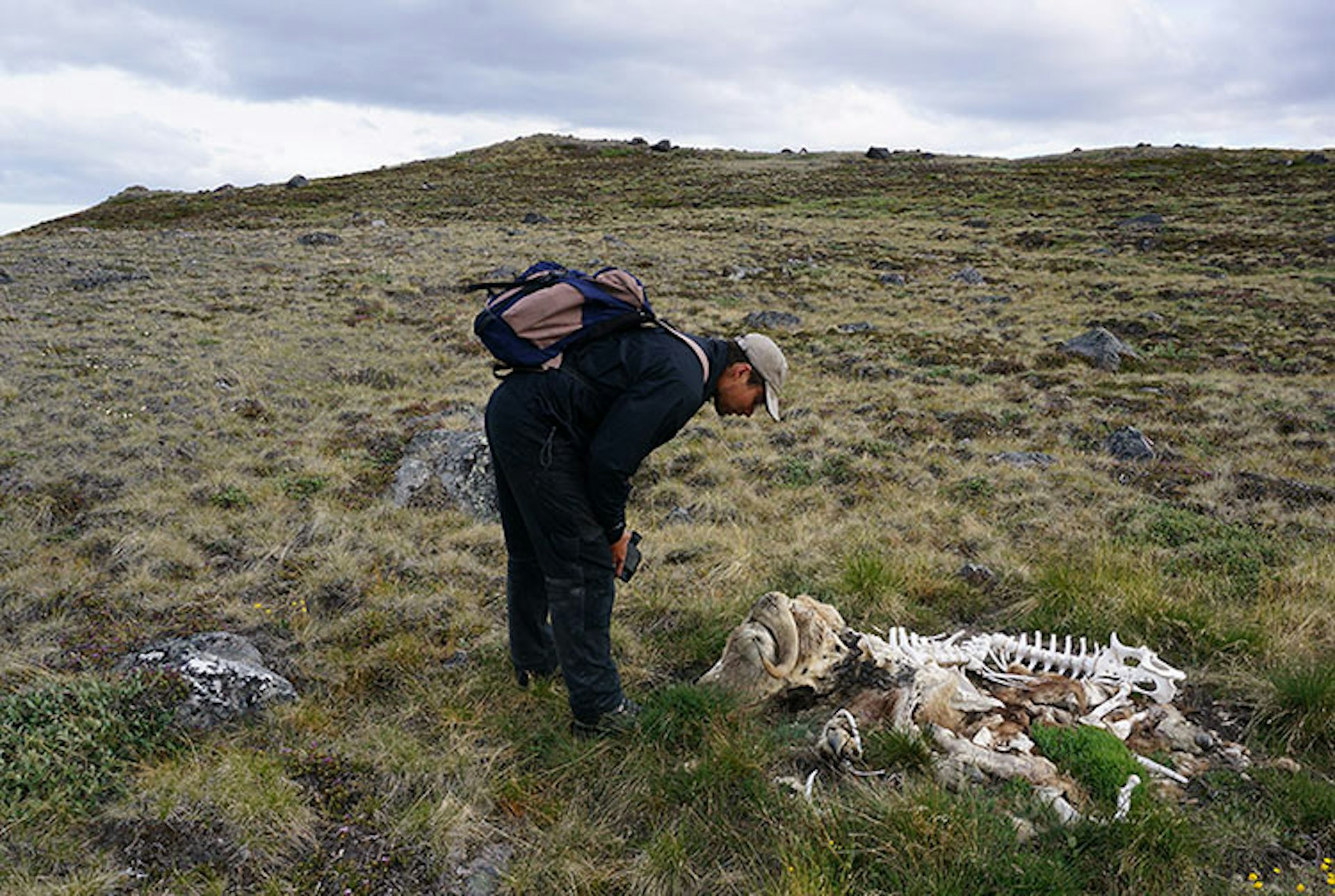 The valleys are dotted with the bones of muskoxen, caribou and other game. Some Greenlanders will collect the horns to carve into jewellery and ornaments. Image by Anita Isalska / Lonely Planet