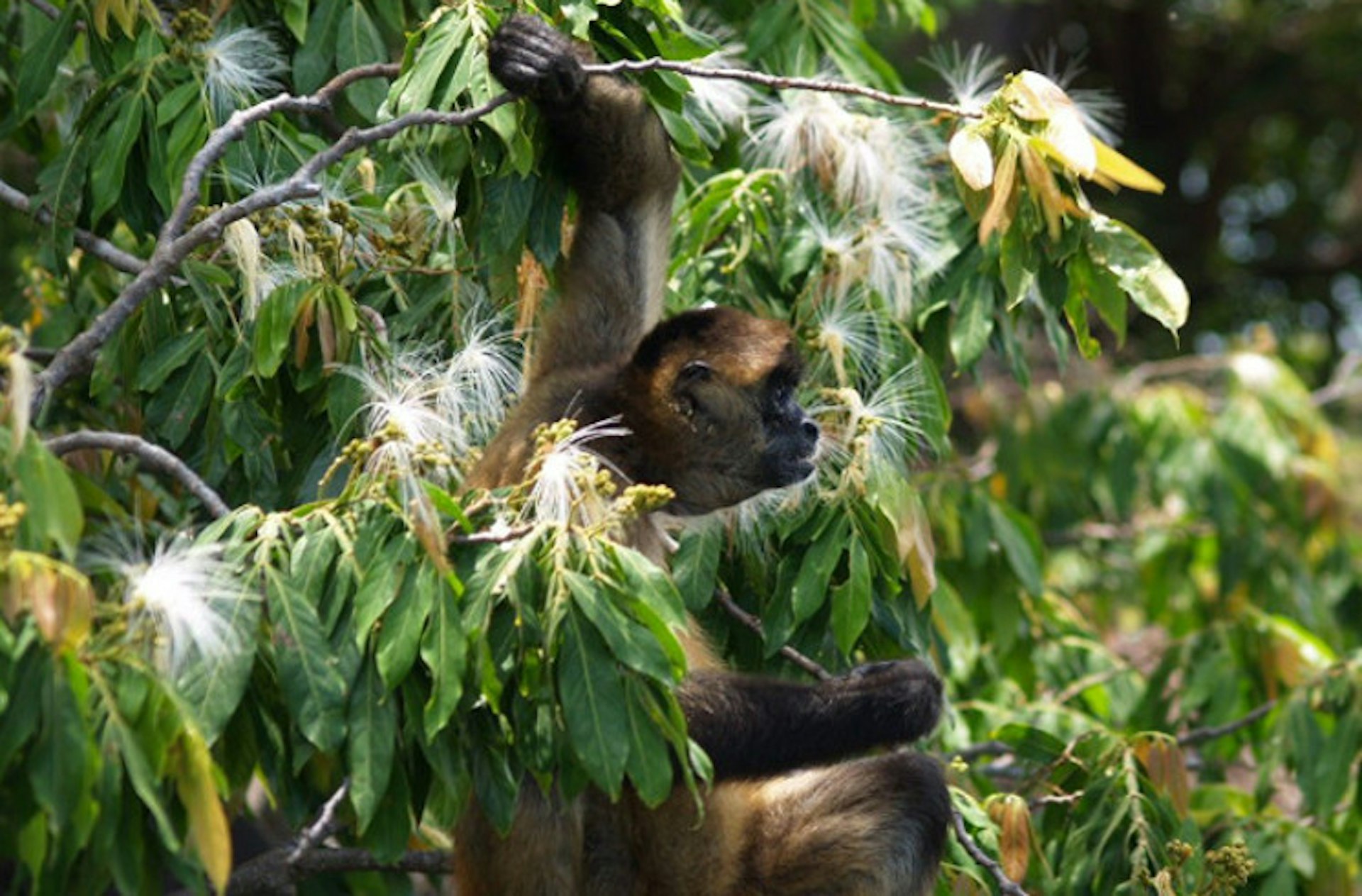 Spider monkey, Las-Isletas, Nicaragua. Image by Pete / Flickr CC BY 2.0