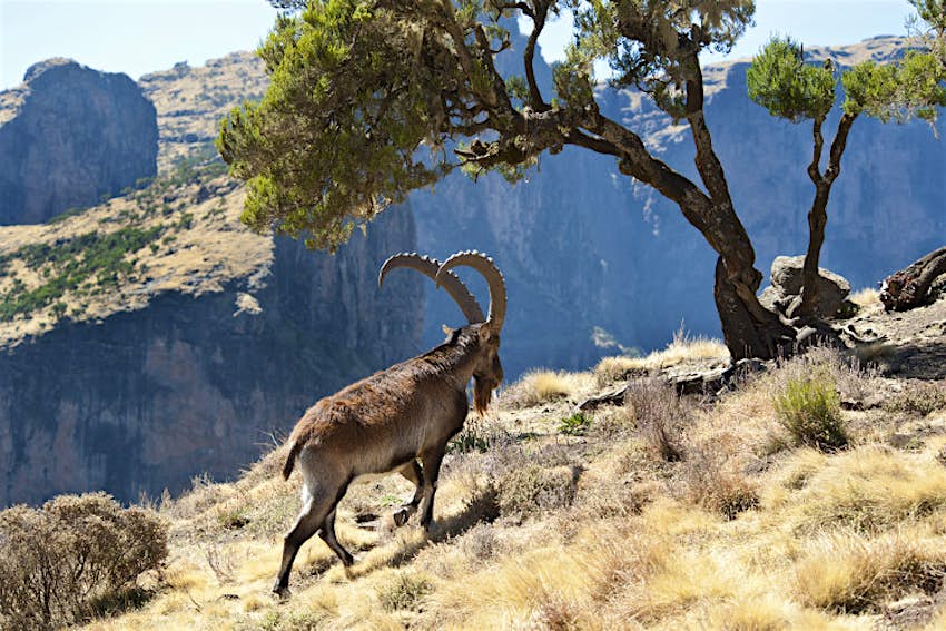 A Walia Ibex wanders the Simien Mountains. Image by Guenter Guni / E+ / Getty 