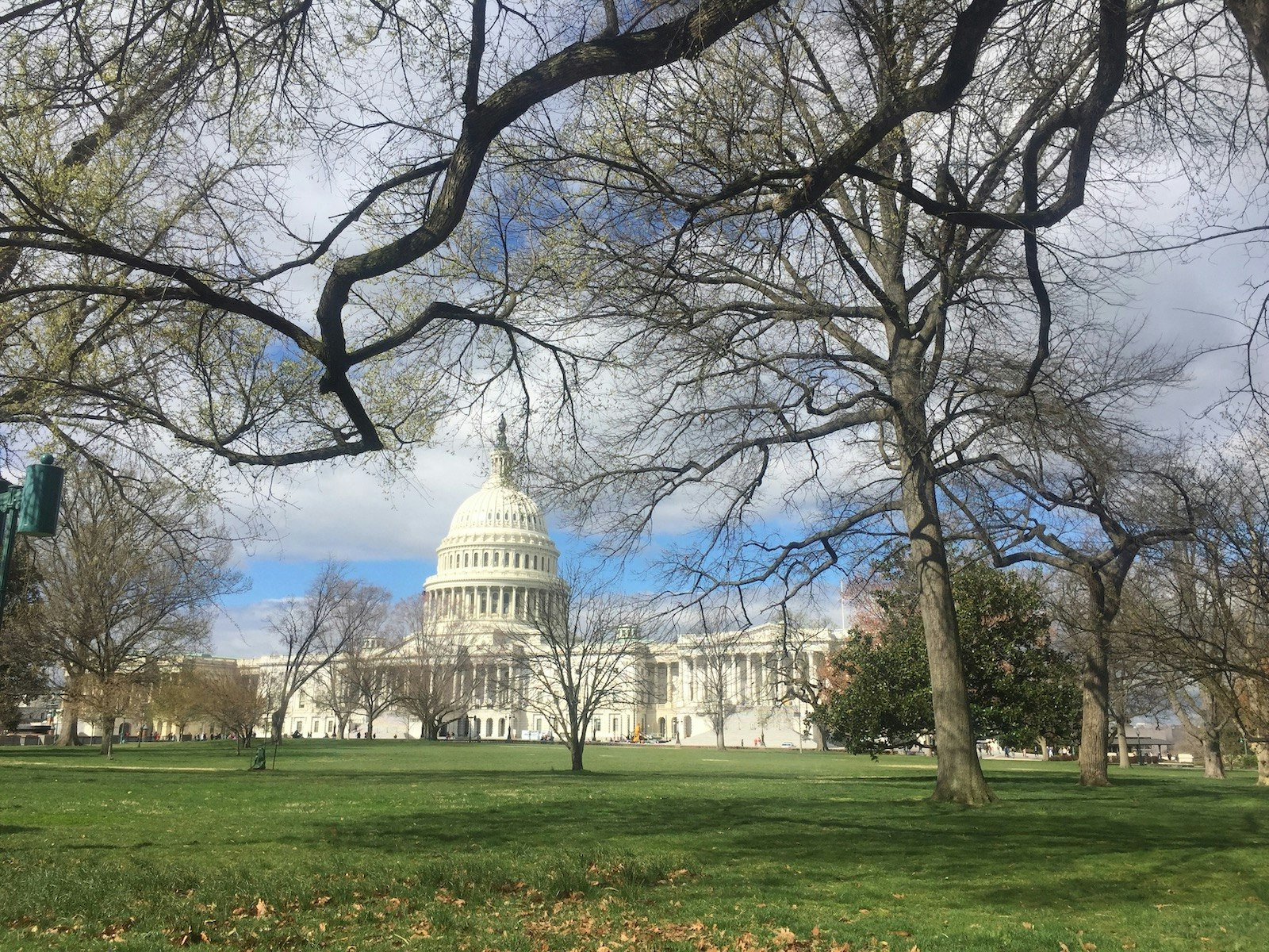 A wide view of the white stone US Capitol building in Washington, DC, framed by trees and under blue sky in the early spring