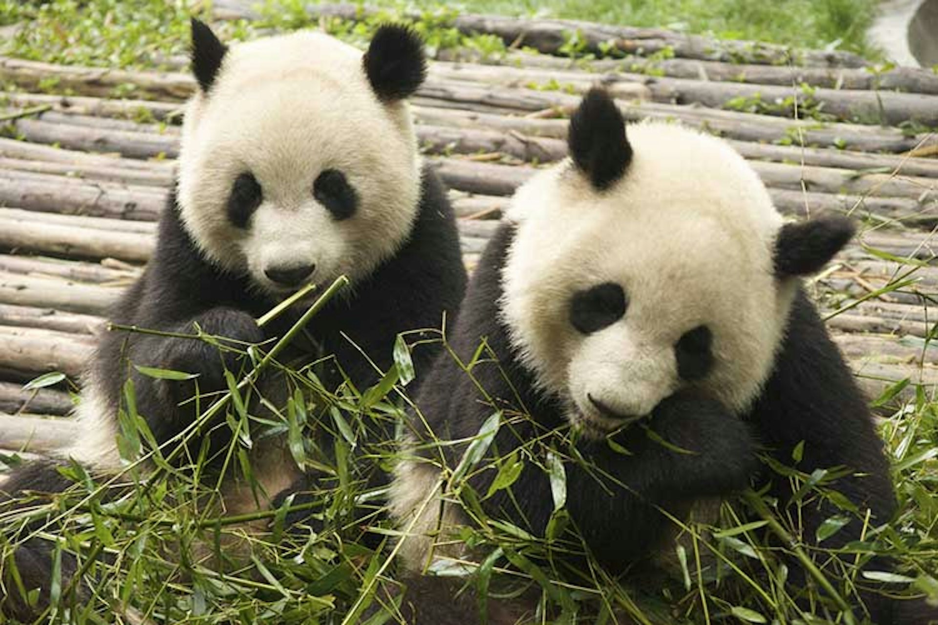 Pandas munching at the Chengdu Breeding Centre. Image by claire rowland / CC BY 2.0