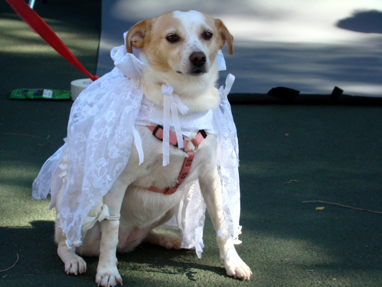 Proud contender at the Halloween Dog Parade. Image by istolethetv / CC BY 2.0