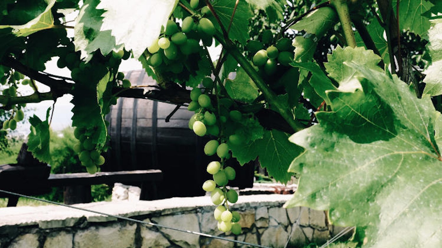 Moldovan grapes, secret to the country's best export. Image by Mark Baker / Lonely Planet