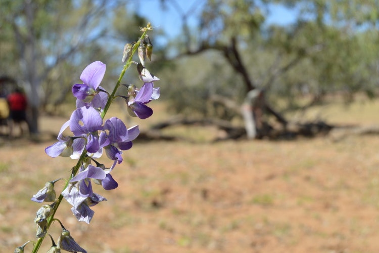 Wildflowers at Udialla Springs. Image by Kate Armstrong / Lonely Planet