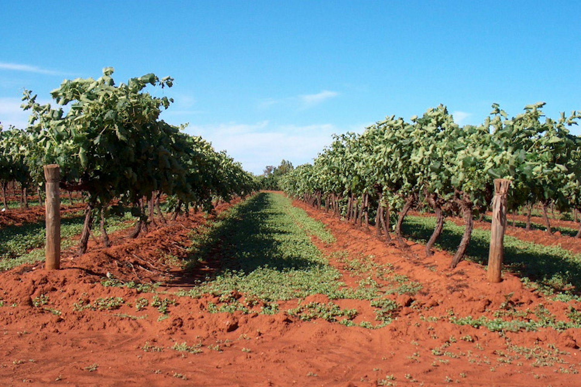 South Australian vineyard / Image by Sami Keinänen / CC BY-SA 2.0