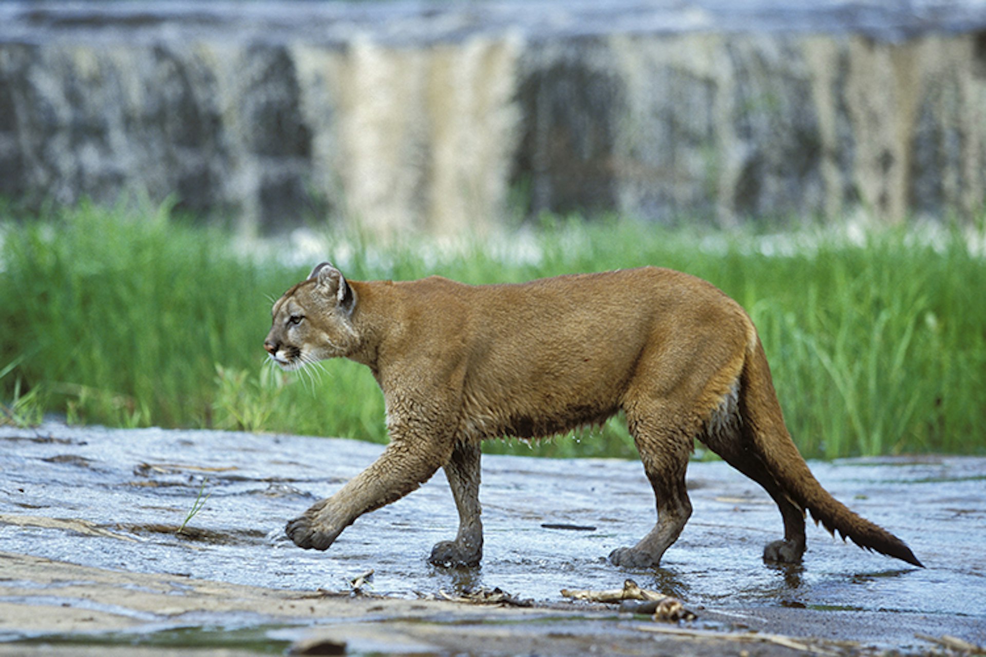 Mountain lions sometimes mark their territory by scraping their claws on trees. Image by Konrad Wothe / Getty