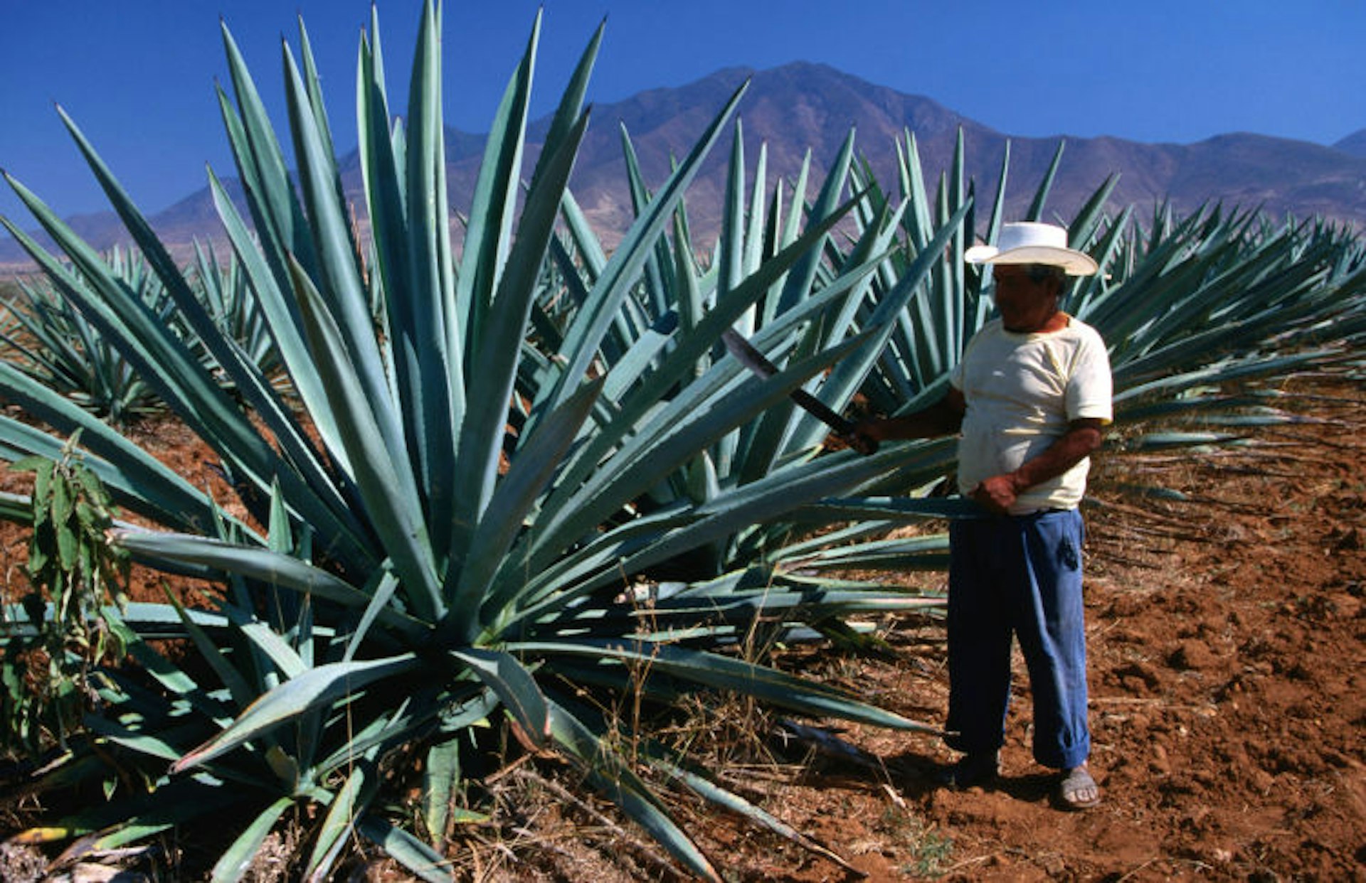 The agave plant produces tequila. mezcal and pulque. Image by Greg Elms / Lonely Planet Images / Getty Images
