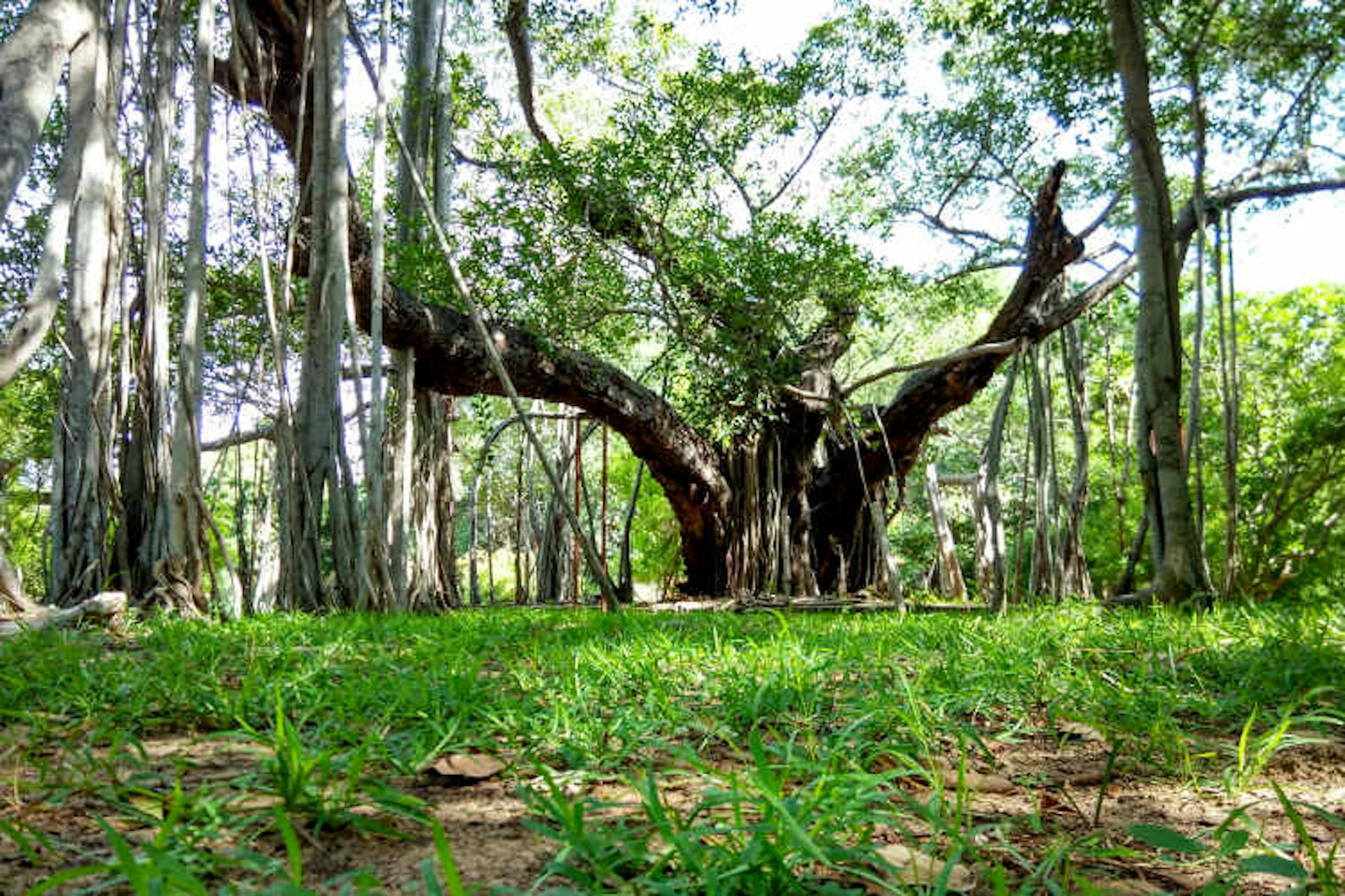 The famous banyan tree at Chennai's Theosophical Society. Image by Ram Karthik / CC BY 2.0.