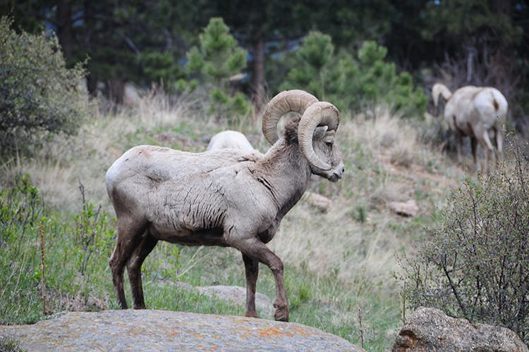 Wildlife Spotting In Rocky Mountain National Park - Lonely Planet