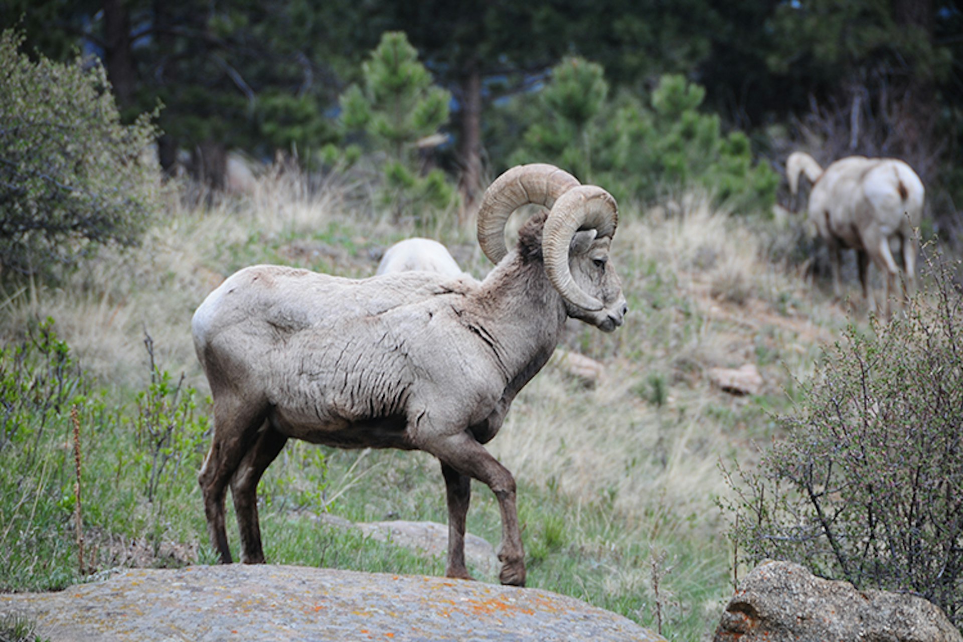 Although disease, hunting and habitat loss threatened to drive bighorn sheep into extinction, the species is making a comeback. Image by Jasen Miller / CC BY 2.0