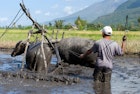 Buffalo plowing a paddyfield, Flores highlands. Image by Mark Eveleigh