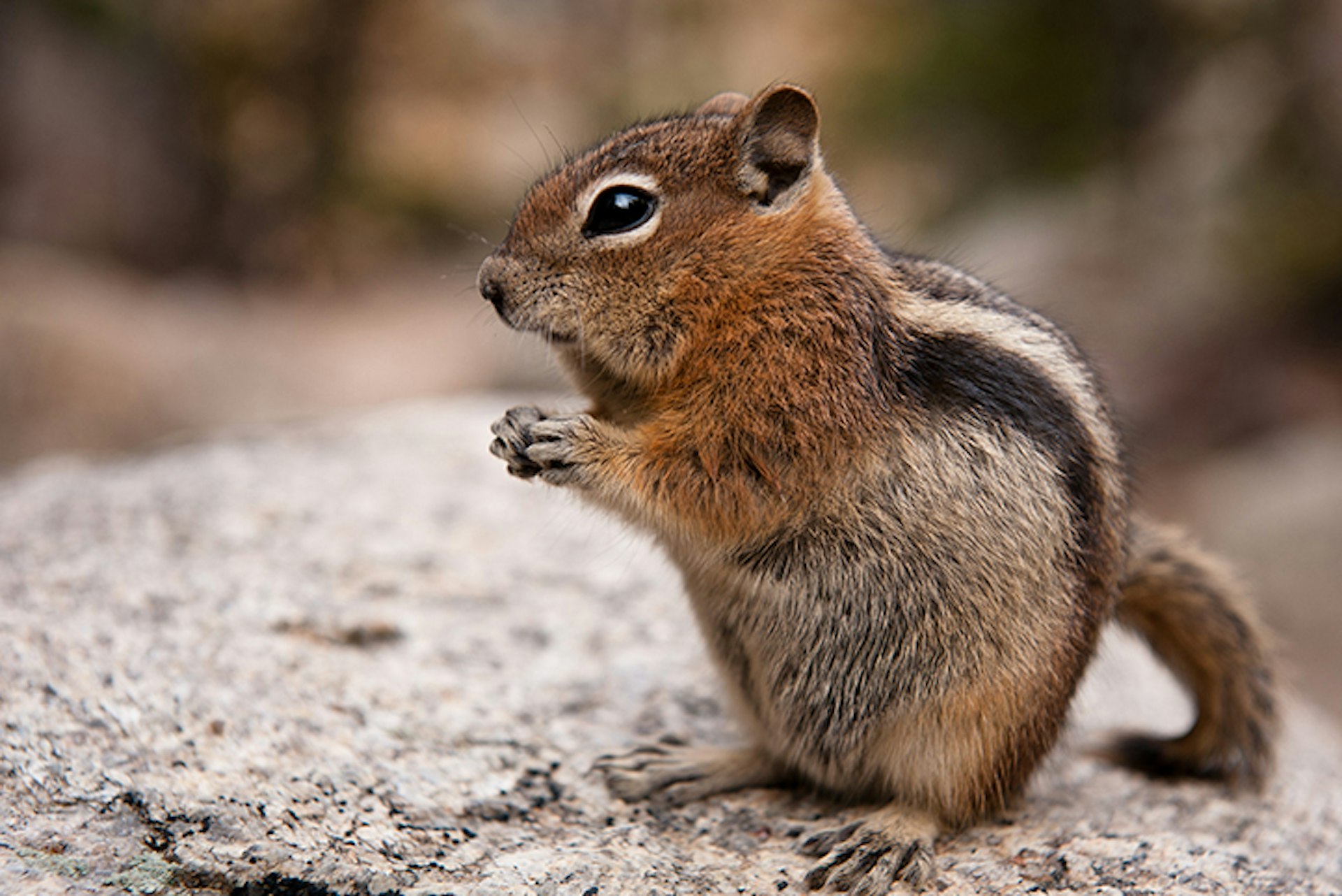 Chipmunks play an important role in the forest ecosystem, consuming fungi and planting seeds. Image by flamouroux / CC BY-SA 2.0