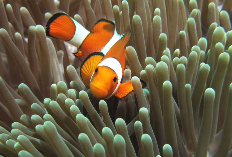 An orange and white clown fish swims next to Halik Reef near Gili Trawangan in Indonesia. 