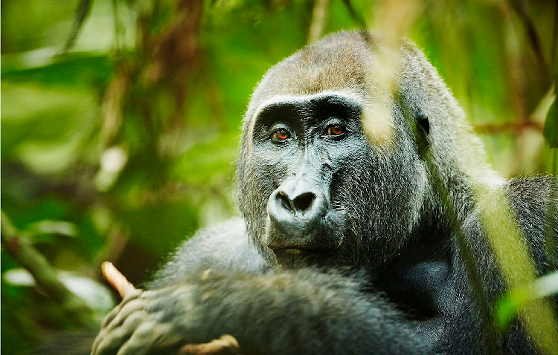 A western lowland gorilla silverback Parc National D'Odzala, Republic of Congo. Image by Mark Read / Lonely Planet