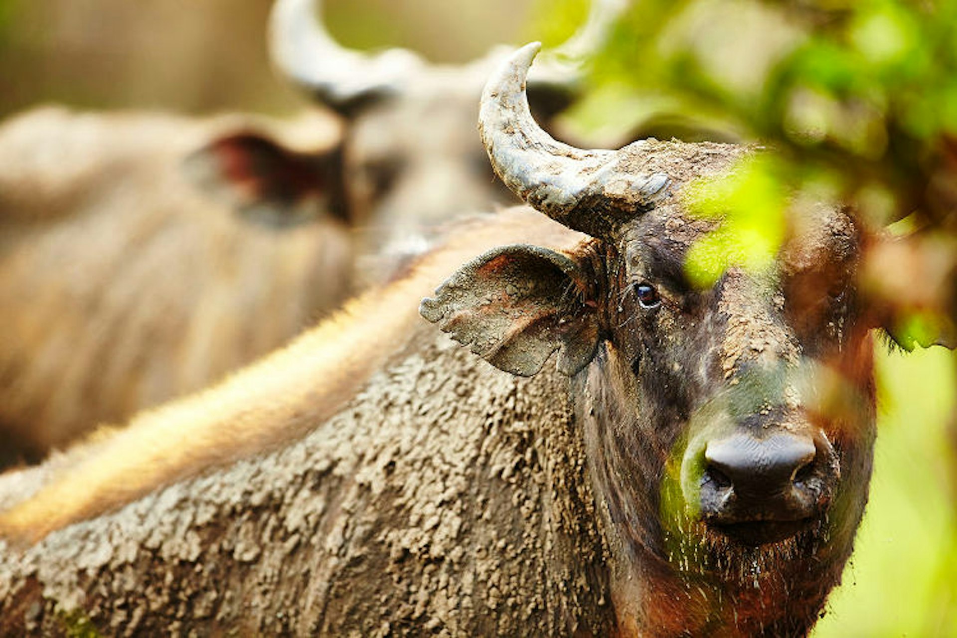 Caught in a stare, forest buffalo in Parc National D'Odzala, Republic of Congo. Image by Mark Read / Lonely Planet