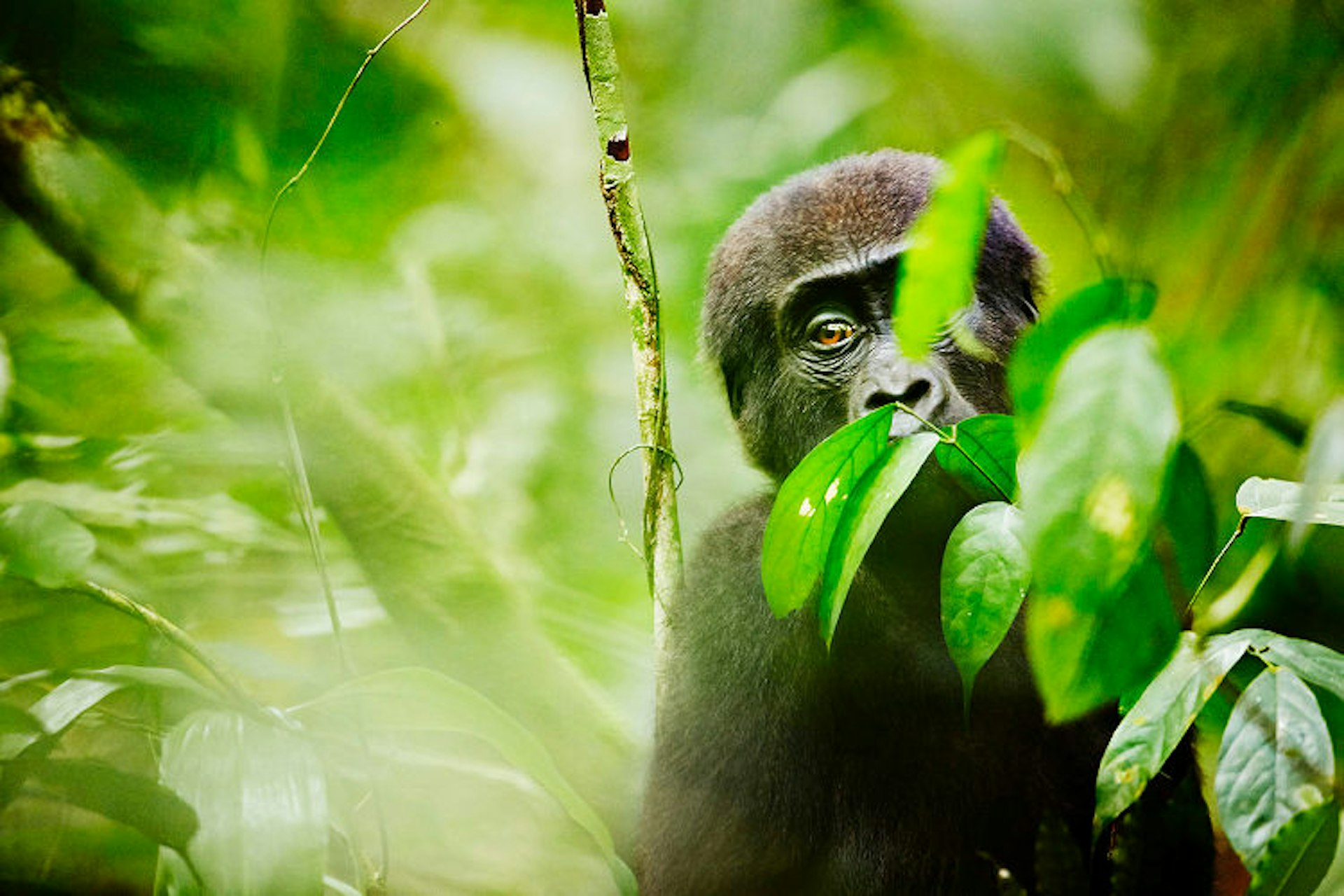 A gorilla from the Neptuno Group, Parc National D'Odzala, Congo. Image by Mark Read / Lonely Planet