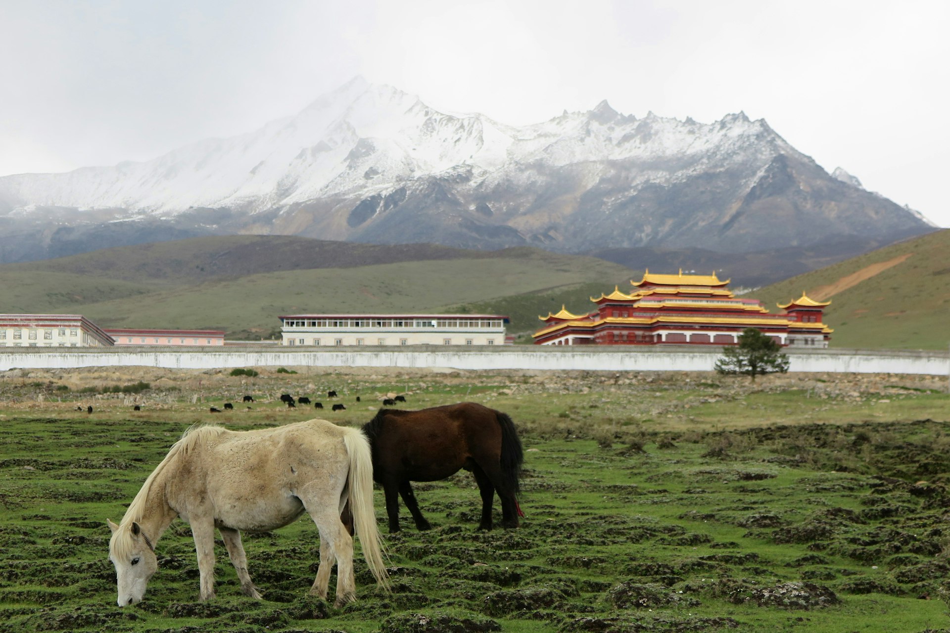 Horses graze at high altitudes near Tagong. Image by Tienlon Ho / Lonely Planet