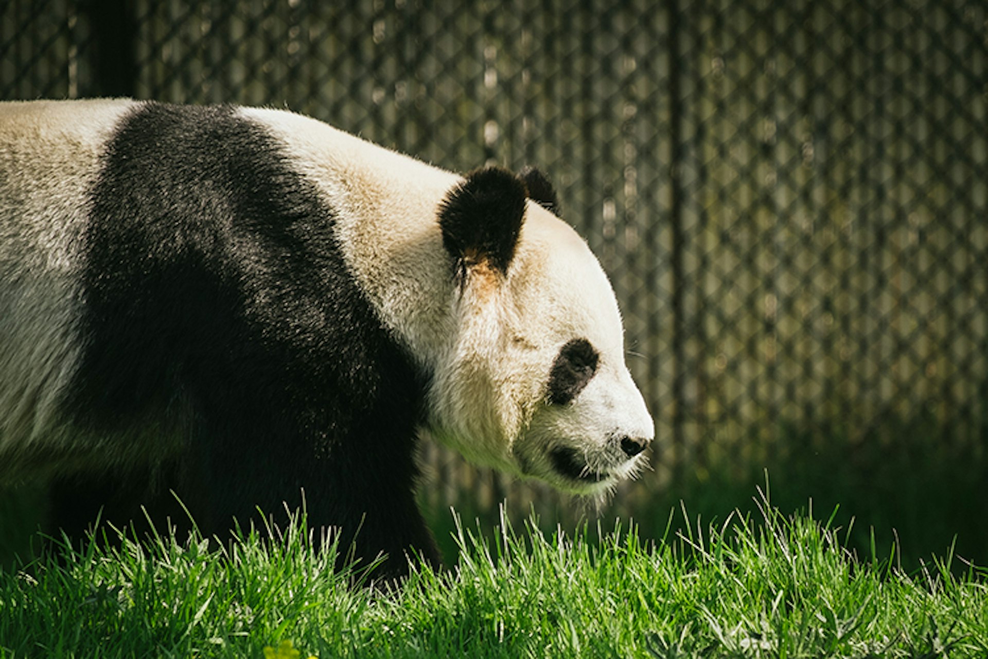 One member of the panda pair at Toronto Zoo. Image by Benson Kua / CC BY-SA 2.0