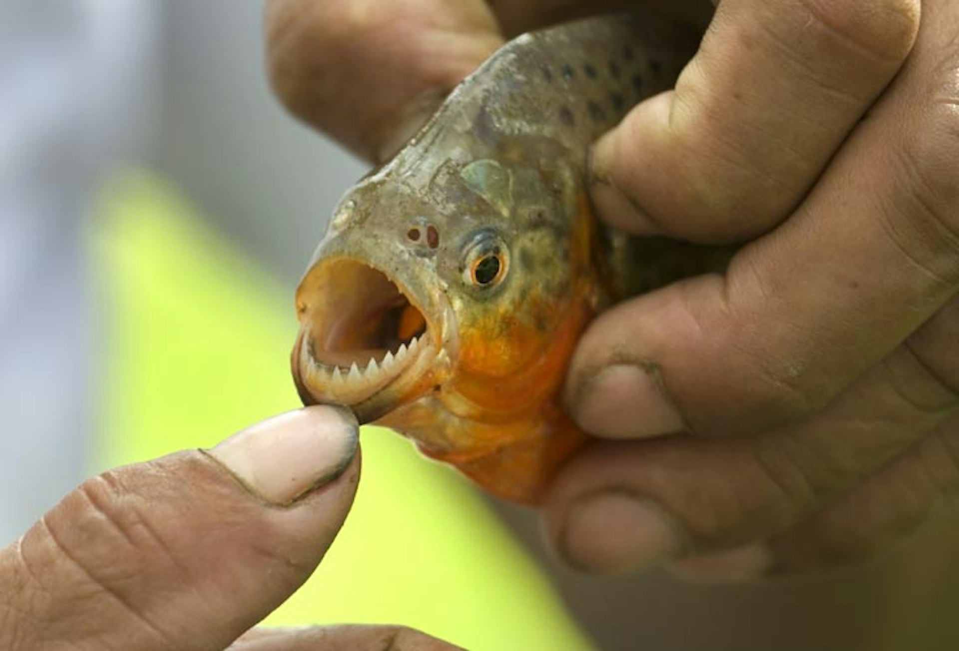 Careful, they bite back: admiring a nice set of chompers on an Amazonian piranha. Image by David Parsons / E+ / Getty Images