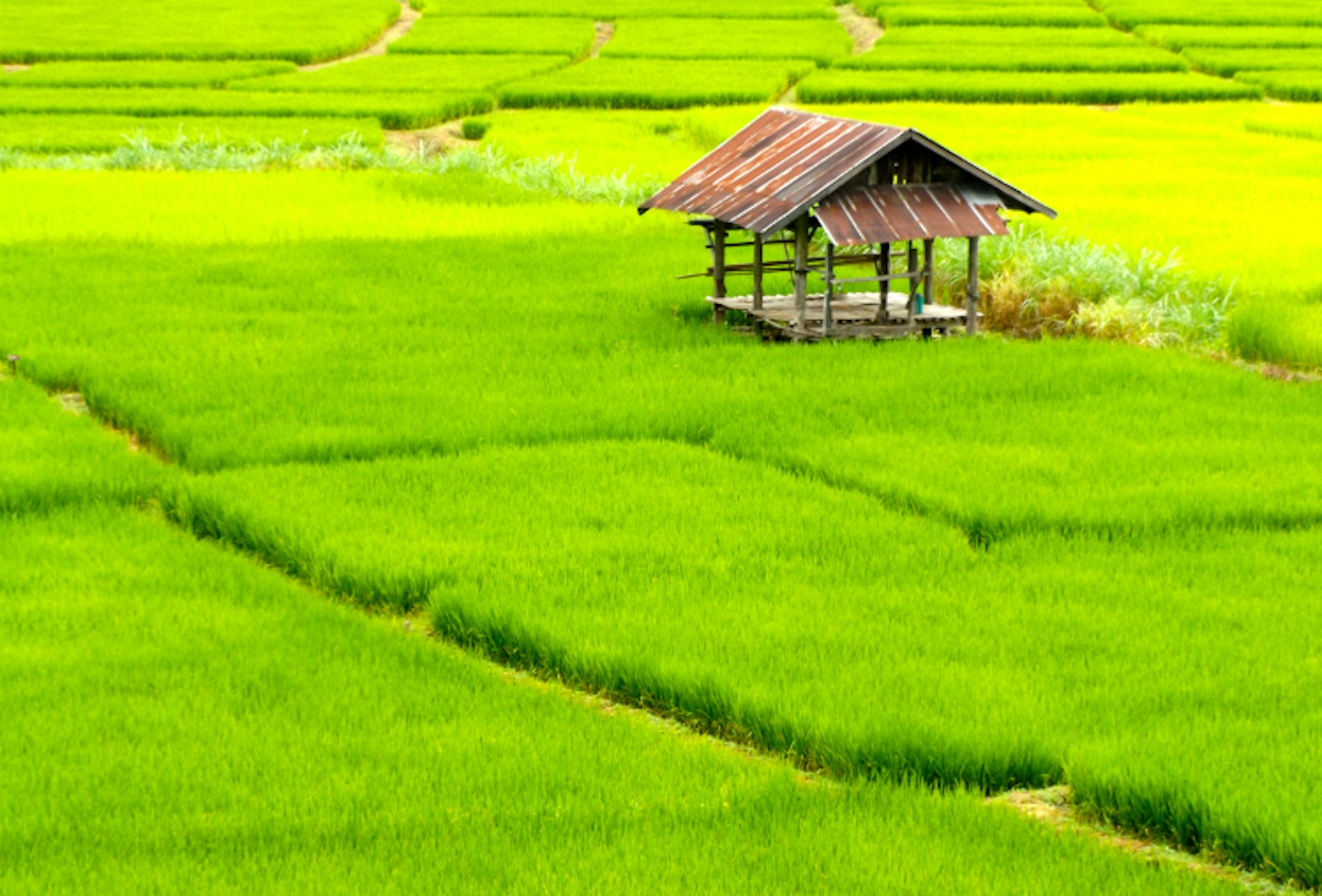 Rice paddies, Mae Hon Son loop, Thailand. Image by Jack Southan / ϲʼʱ