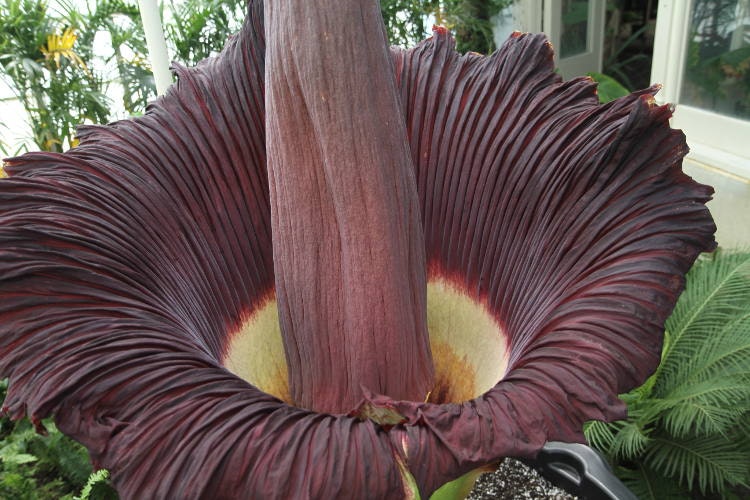 corpse flower. Image by Dave Pape / CC BY 2.0