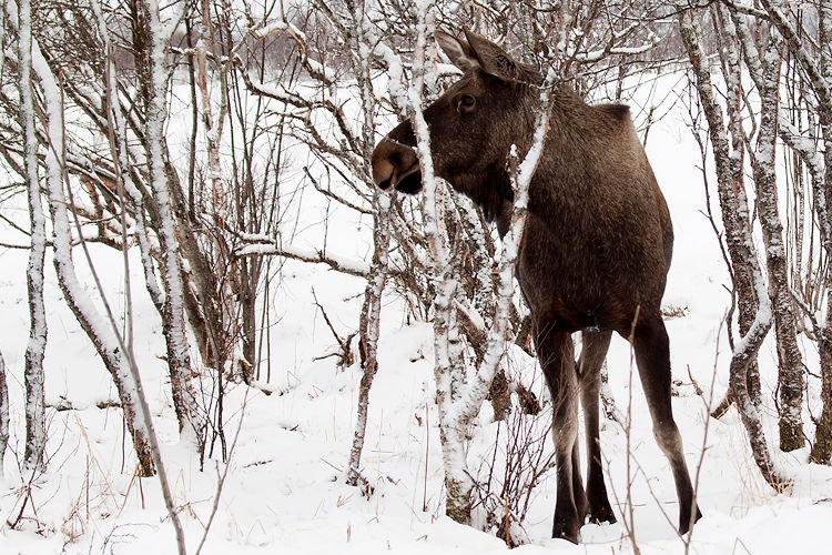 Watching wildlife in Norway's north - Lonely Planet